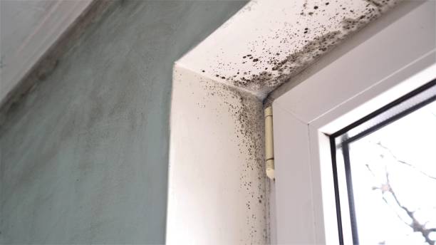 Best Mold Testing and Inspection Services in Maywood, IL
