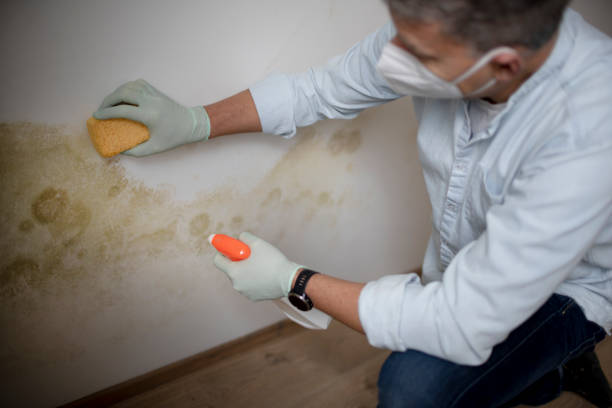 Best White Mold Remediation in Maywood, IL