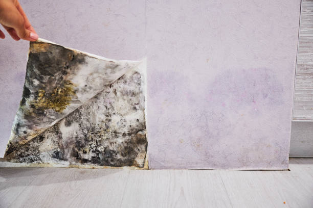 Best Post-Flood Mold Remediation in Maywood, IL